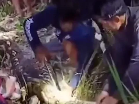 Mổ bụng trăn, người dân sốc nặng khi nhìn thấy thứ bên trong