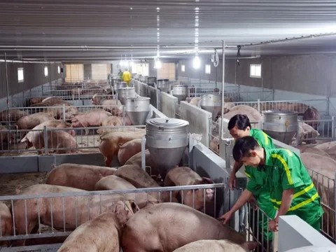 Ngành chăn nuôi ứng biến kịp thời trước những thay đổi của thị trường