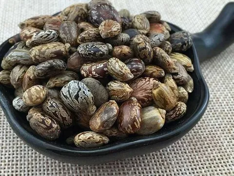 Loại hạt chứa "chất độc nguy hiểm bậc nhất hành tinh", người Việt vẫn vừa dùng vừa bán hằng ngày