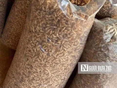 Từ trẻ đến già đi nhặt xác ve sầu, “bỏ túi” tiền triệu mỗi ngày