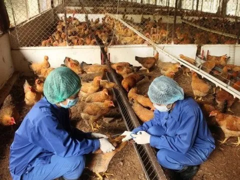 Thủ tướng chỉ đạo quyết liệt chống dịch bệnh trên gia súc, gia cầm