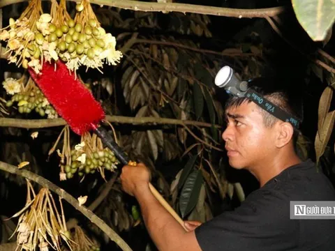 Cận cảnh kỹ thuật thụ phấn cho hoa sầu riêng để có trái ngọt tiền triệu