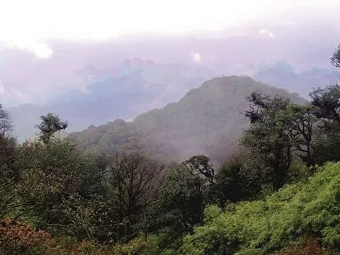 Loài vật mới quý hiếm chưa từng ghi nhận trên thế giới, vừa được phát hiện ở Việt Nam