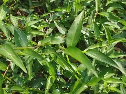 Rau mọc dại xưa cho lợn ăn nay "lên đời" thành đặc sản dân phố thích mê