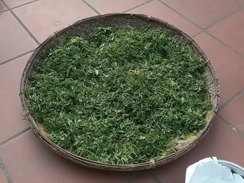 Lá của cây này được ví như "nhân sâm của người nghèo", ở quê có đầy đừng bỏ phí
