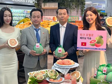 Trái bưởi Việt Nam chính thức có mặt trên kệ hàng Lotte Mart Hàn Quốc