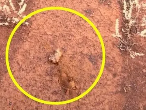 Cô gái bất ngờ đào được cục vàng trị giá 3,3 tỷ đồng ở vùng hẻo lánh