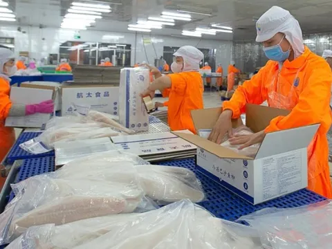 Thủy sản Nam Việt: Con bị bán giải chấp cổ phiếu, cha xuống tiền "cứu giá"