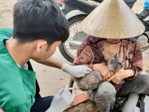 Không tiêm phòng dại sau khi bị mèo cào, 1 người tử vong