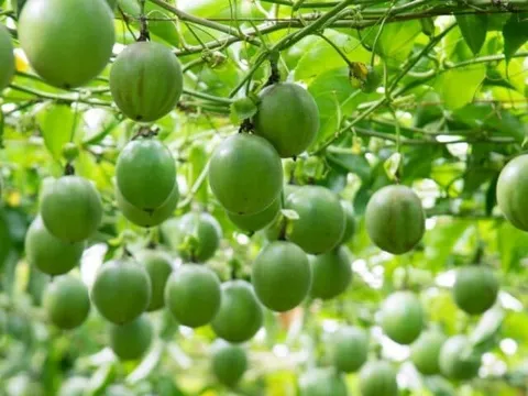 Xuất khẩu rau quả: Nhìn từ sự sụt giảm của sầu riêng