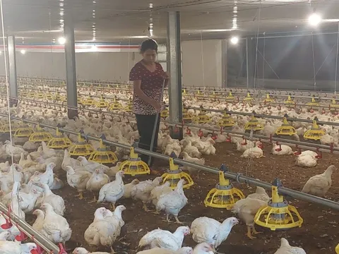 Ngành chăn nuôi hành động để giữ tăng trưởng bền vững