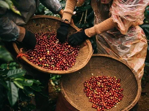 Xây dựng chuỗi sản xuất cà phê bền vững