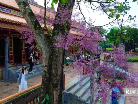 Du khách say đắm ngắm vẻ đẹp của “vương giả chi hoa” trong hoàng cung