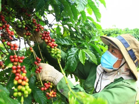 Ngành cà phê: Thách thức từ EUDR và định hướng phát triển bền vững