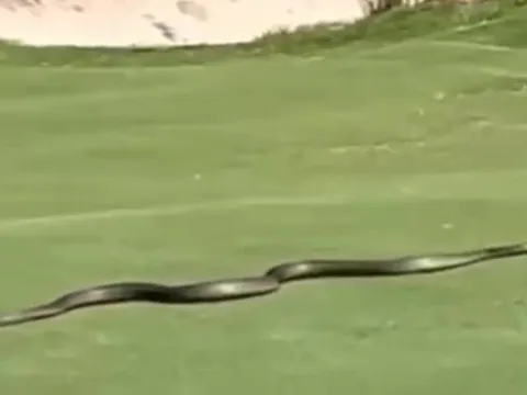 Kinh hoàng rắn độc khổng lồ xuất hiện trên sân golf, chuyên gia tiết lộ sự thật gây sốc