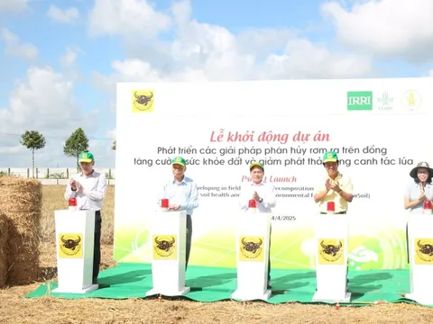 'Gạo Việt Nam xanh phát thải thấp': Bước tiến mới cho ngành lúa gạo