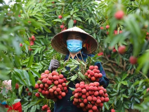 Bắc Giang sẵn sàng cho vụ vải thiều 2025