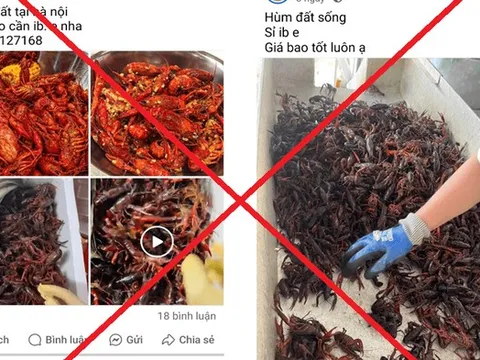 Cảnh giác với hành vi lôi kéo kinh doanh, buôn bán “tôm hùm đất”