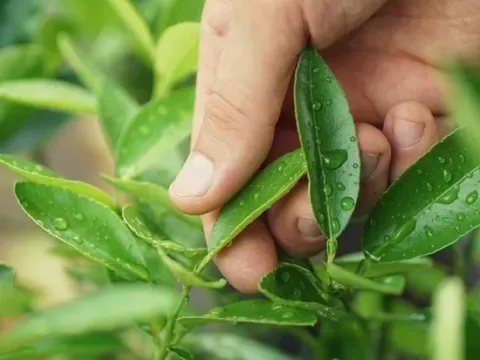 Đang hái lá chanh, người đàn ông 44 tuổi bị sét đánh tử vong