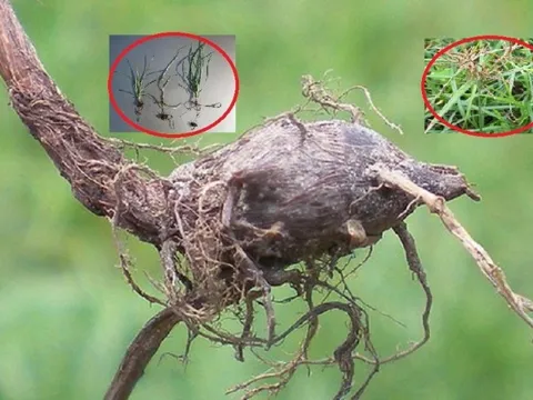 Loại cây "kẻ thù nhà nông" thấy là nhổ không ngờ có giá 350.000 đồng/kg