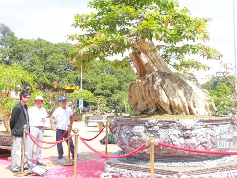 Chiêm ngưỡng cây bằng lăng 200 năm tuổi xoay tự động ở phố núi
