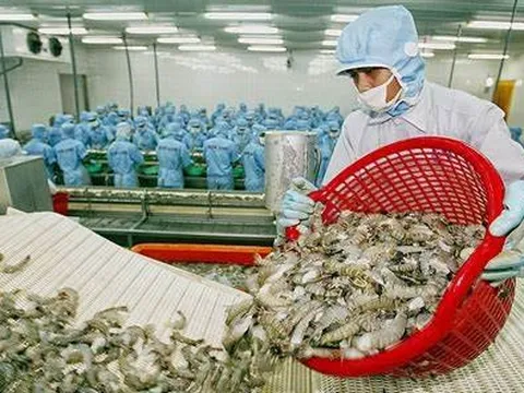 Sản phẩm tôm tiếp tục chinh phục các thị trường lớn