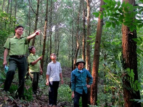 Cảnh báo đỏ về cháy rừng tại 37 khu vực Nam Bộ và Tây Nguyên