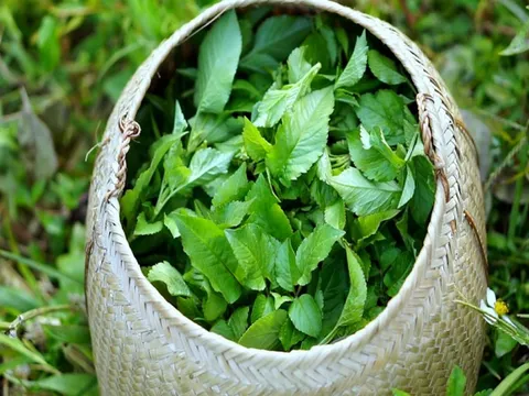 Loại cây là "kẻ thù nhà nông" lại được ví như cỏ thần, thế giới đánh giá cao