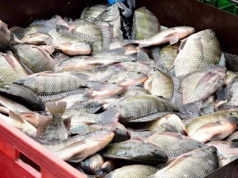 Sản xuất cá rô phi: Cơ hội và chiến lược phát triển bền vững