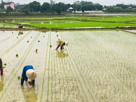 Theo quy định mới nhất, đất nông nghiệp hết hạn sử dụng có bị thu hồi không?