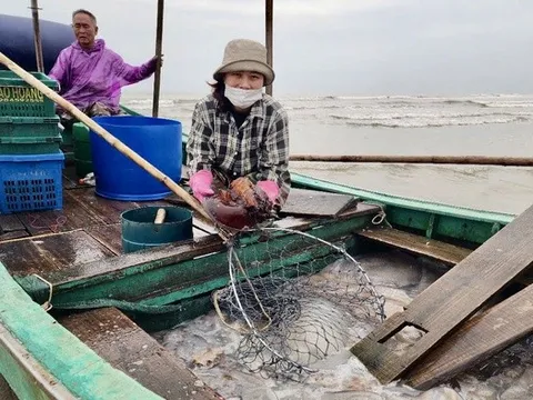 Ngư dân Hà Tĩnh vui sướng trúng đậm mùa sứa biển