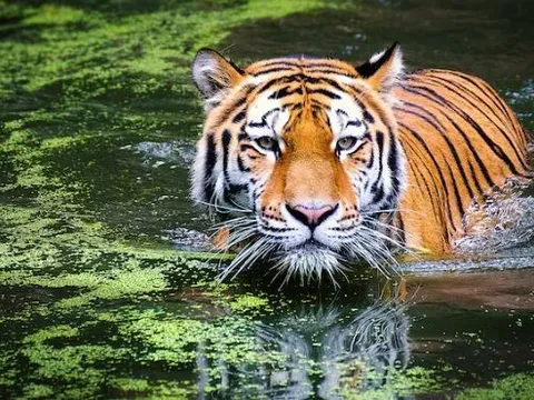 Đang làm việc trong trang trại, người đàn ông 50 tuổi bị hổ dữ vồ tử vong