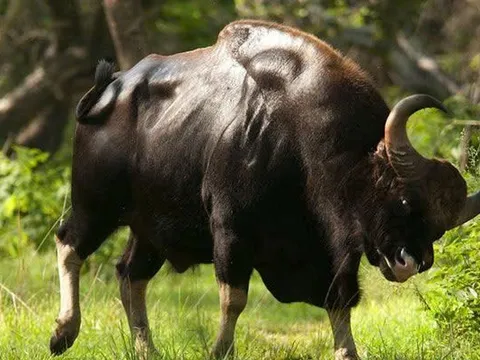 Nhân viên bảo vệ rừng tử vong do bị bò tót tấn công trong lúc tuần tra