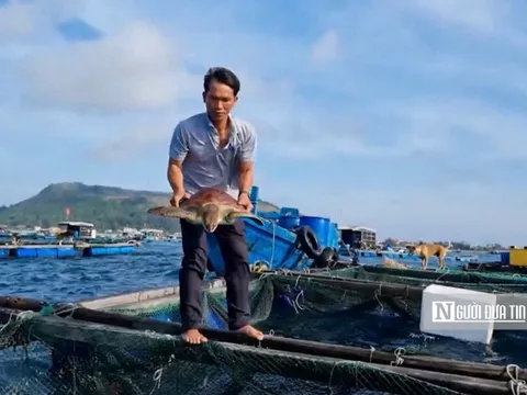 Giải cứu cá thể rùa biển quý hiếm mắc "lưới ma" ở Quảng Ngãi