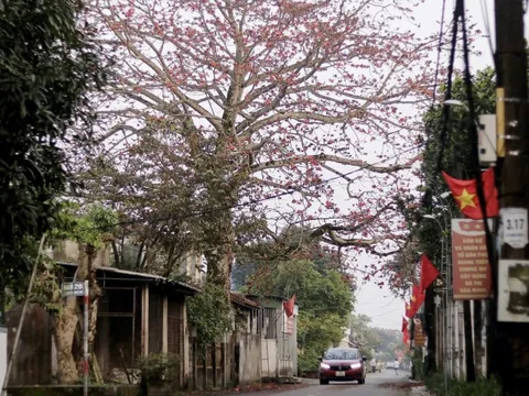 Ngắm cây gạo di sản hơn 200 tuổi ở Hà Tĩnh