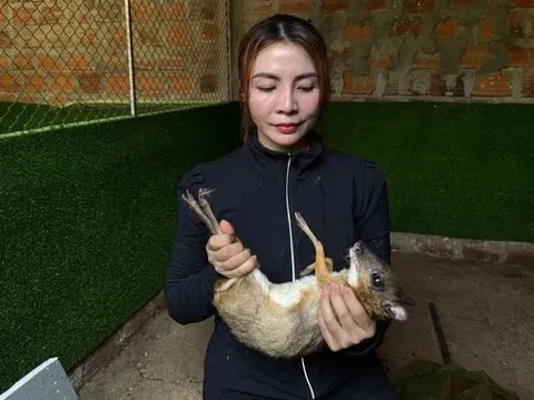 Mạnh dạn nuôi con vật có trong sách Đỏ, bán 10 triệu đồng/cặp, người phụ nữ thu lãi "khủng"