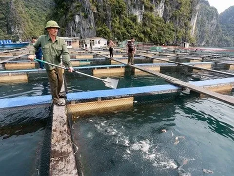Nuôi biển công nghệ cao góp phần phát triển bền vững ngành thủy sản