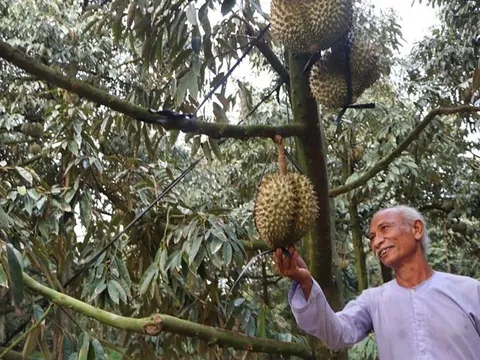 Cần chiến lược phát triển bền vững sản phẩm sầu riêng