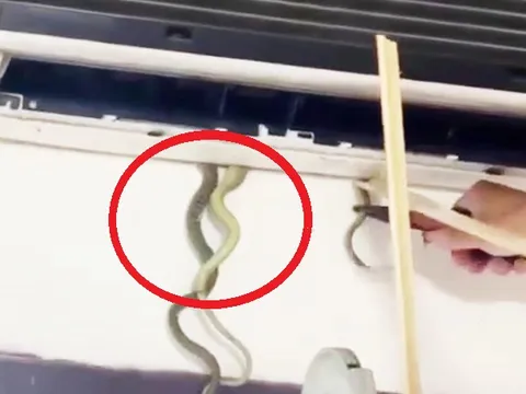 Thấy cái đuôi thò ra, cả nhà "điếng người" khi thấy thứ đáng sợ bên trong điều hòa