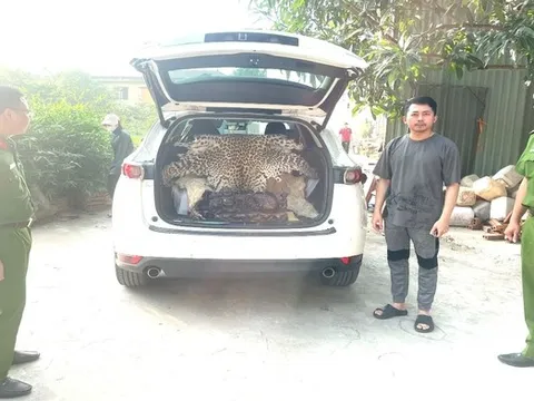 Khởi tố đối tượng mang da báo hoa mai đi bán với giá 310 triệu đồng