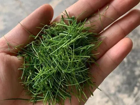Đừng chỉ ăn quả, lá loại cây này quý như "nhân sâm người nghèo" ở quê mọc um tùm