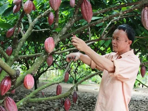Những thác thức của ngành ca cao trước sự tăng trưởng nóng
