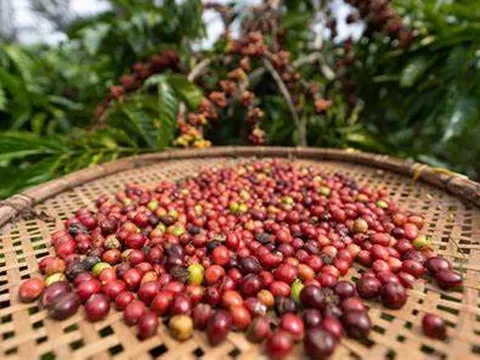 Chủ động thích ứng để giữ tăng trưởng bền vững cho ngành cà phê