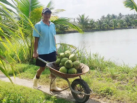 Cần chiến lược cho phát triển ngành dừa