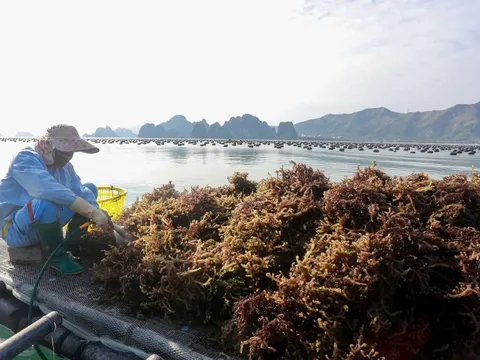 Phát triển các ngành hàng nông, lâm, thủy sản dựa trên sự đa dạng thị trường