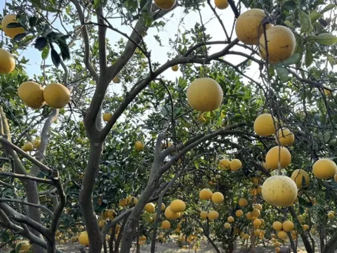 Bưởi Việt Nam mở rộng thị trường xuất khẩu