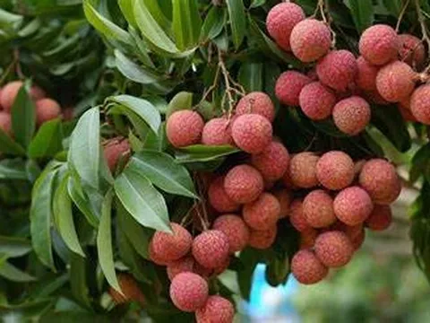Triển vọng được mùa vải, sẵn sàng cho công tác xuất khẩu
