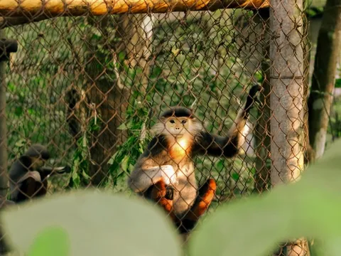 Xây dựng Nghị định phát triển công tác bảo tồn thiên nhiên