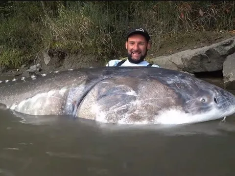 Cần thủ câu được con cá tầm khổng lồ nặng 258kg, dài 3,35m trên sông