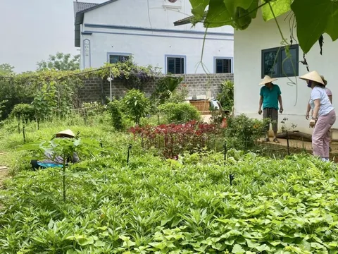 Hoàn thiện nhiều quy định mới về trồng trọt và bảo vệ, kiểm dịch thực vật